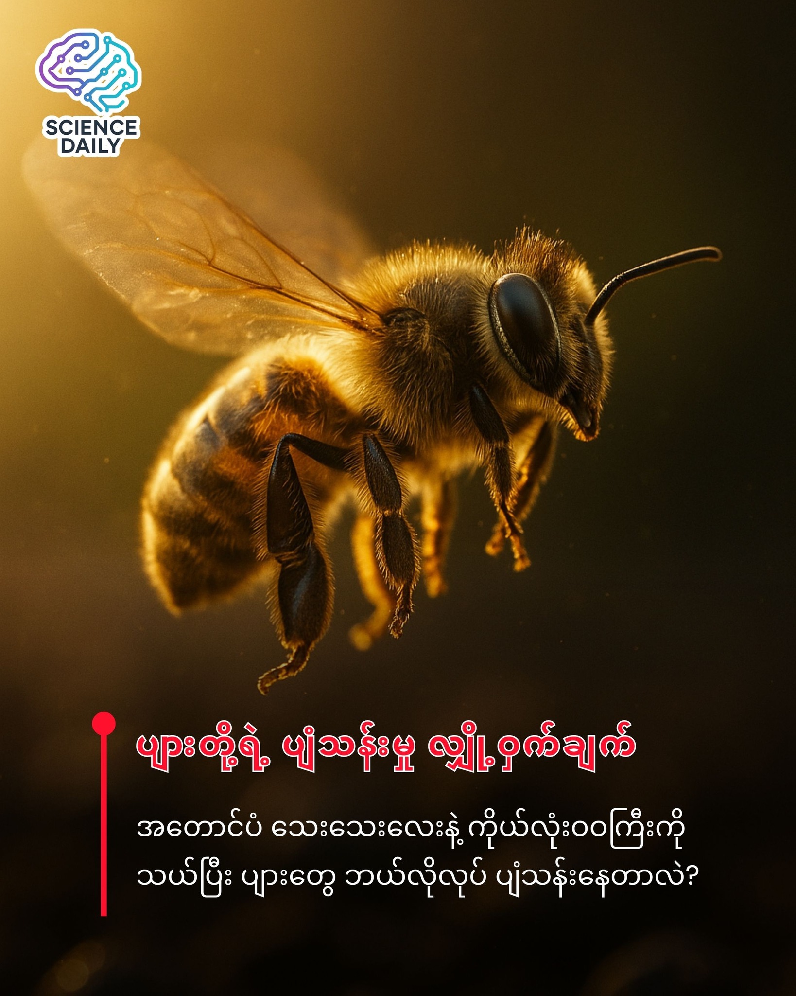 ပုံအကြောင်းစာသား